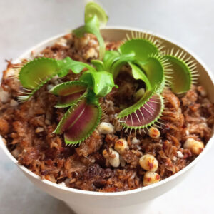 Planta Carnivora Venus Atrapamoscas - Nacho Plantas Carnívoras Montevideo, Uruguay