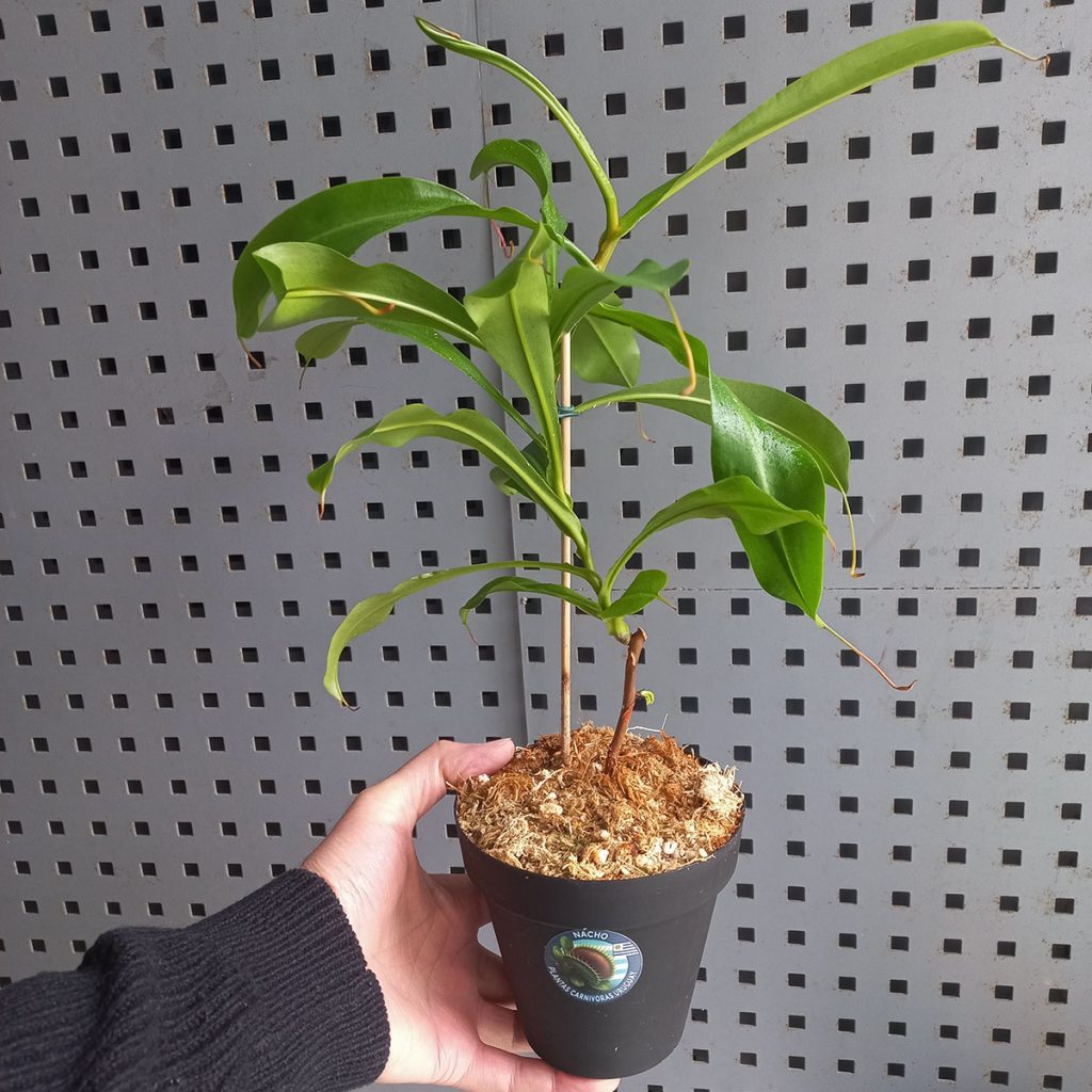 Nepenthes x Ventrata Chica_1