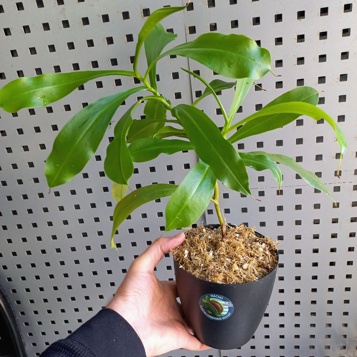 Planta Carnívora Nepenthes Alata Chica - Nacho Plantas Carnivoras Uruguay