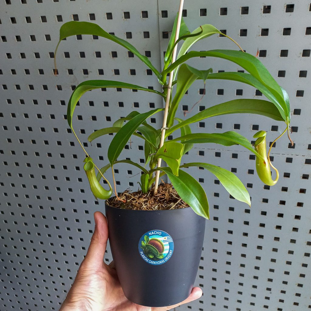 Planta Carnívora Nepenthes Alata Mediana - Nacho Plantas Carnívoras Uruguay_1