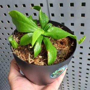 Planta Carnívora Nepenthes Gaya Chica - Nacho Plantas Carnívoras Uruguay_1
