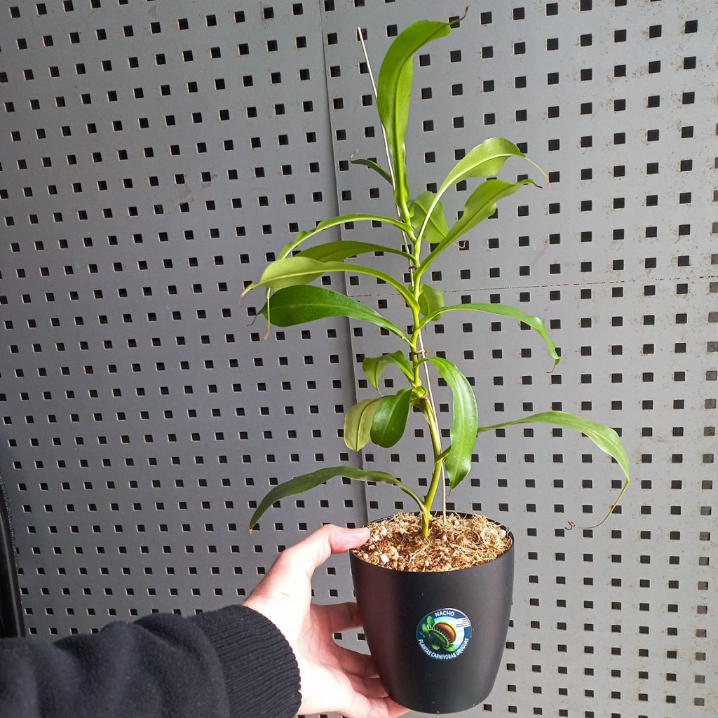 Planta Carnívora Nepenthes x ventrata Mediana - Nacho Plantas Carnivoras Uruguay_1