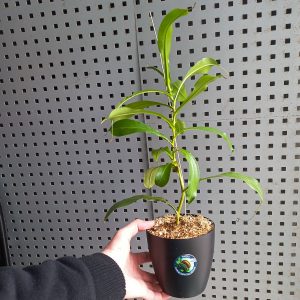Planta Carnívora Nepenthes x ventrata Mediana - Nacho Plantas Carnivoras Uruguay_1
