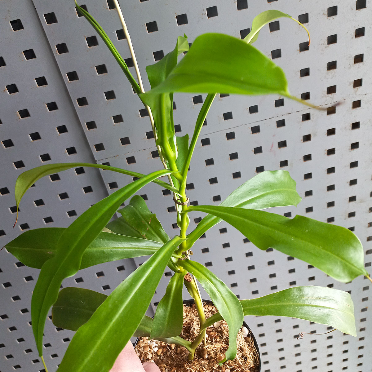 Planta Carnívora Nepenthes x ventrata Mediana - Nacho Plantas Carnivoras Uruguay_2