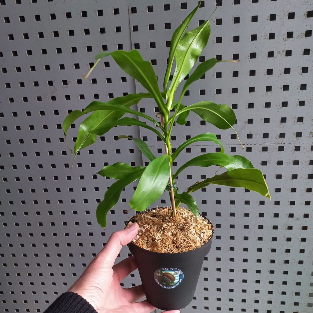 Planta Carnivora Nepenthes x ventrata - Nacho Plantas Carnivoras Uruguay_0