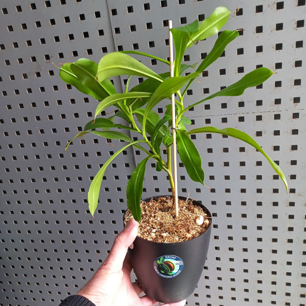Planta Carnívora Nepenthes x ventrata - Nacho Plantas Carnivoras Uruguay_1