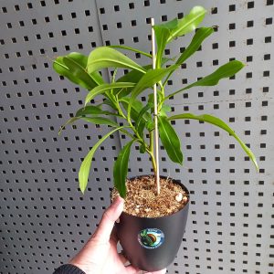 Planta Carnívora Nepenthes x ventrata - Nacho Plantas Carnivoras Uruguay_1