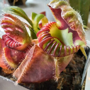 Cephalotus Follicularis - Nacho Carnívoras Uruguay