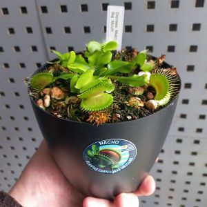 Dionaea Muscipula Big Mouth - Nacho Plantas Carnivoras Uruguay_1