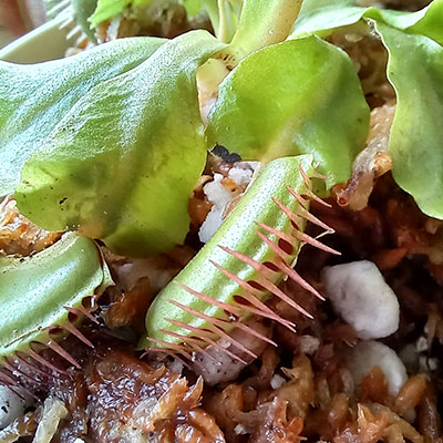 Cuidados Dionaea Muscipula