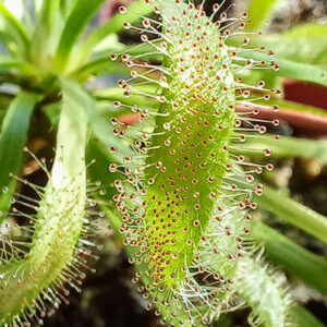 Droseras - Nacho Carnívoras Uruguay