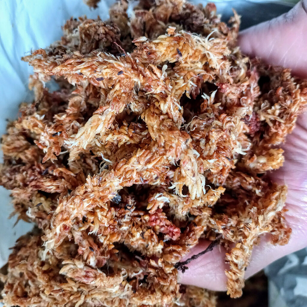 Musgo Sphagnum Premium Puro 2L - Nacho Plantas Carnívoras Uruguay