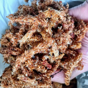 Musgo Sphagnum Premium Puro 2L - Nacho Plantas Carnívoras Uruguay