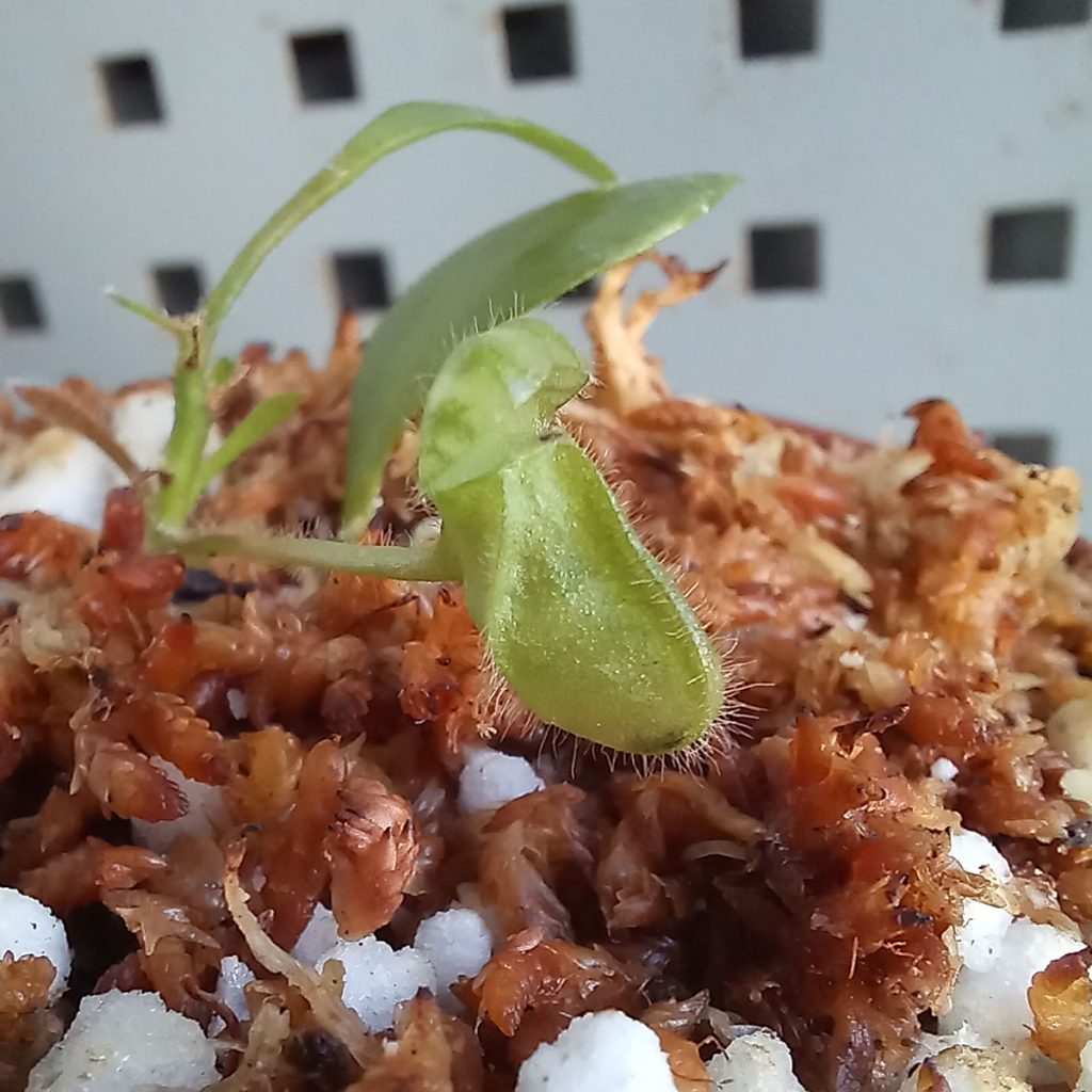 Planta Carnivora Cephalotus Follicularis Tipica - Nacho Plantas Carnivoras Uruguay_1