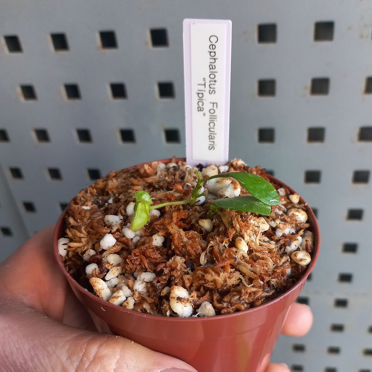 Planta Carnivora Cephalotus Follicularis Tipica - Nacho Plantas Carnivoras Uruguay_2