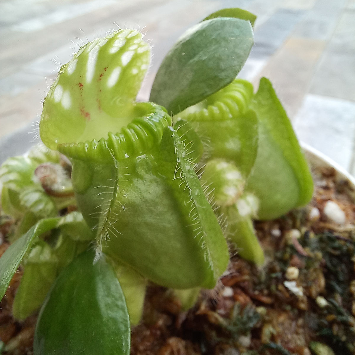 Planta Carnivora Cephalotus Follicularis Tipica - Nacho Plantas Carnivoras Uruguay_5