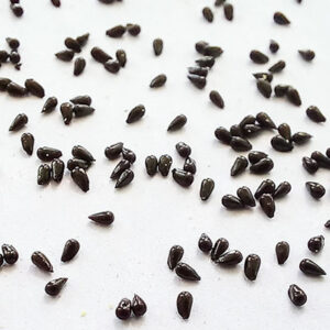 Semillas - Nacho Plantas Carnívoras Uruguay