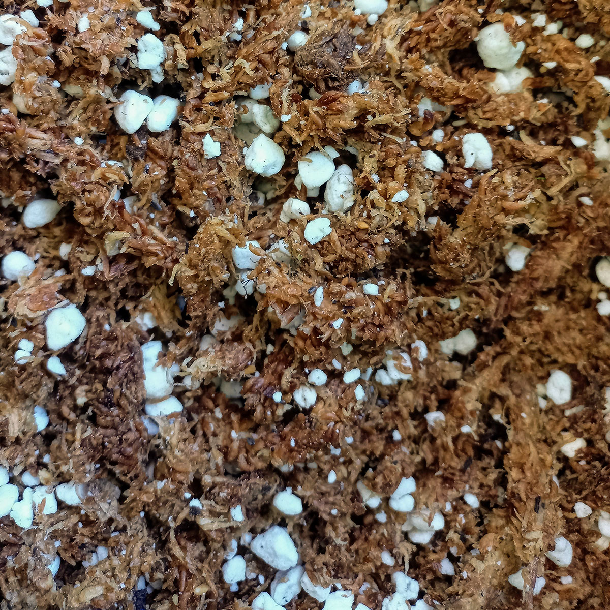 Sustrato Plantas Carnívoras PREMIUM 2L - Nacho Plantas Carnívoras, Montevideo, Uruguay_1