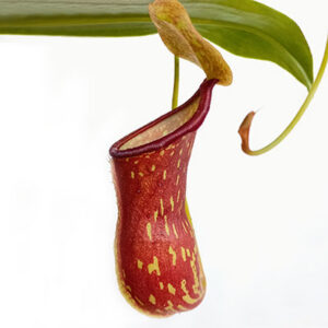 Nepenthes - Nacho Carnívoras Uruguay
