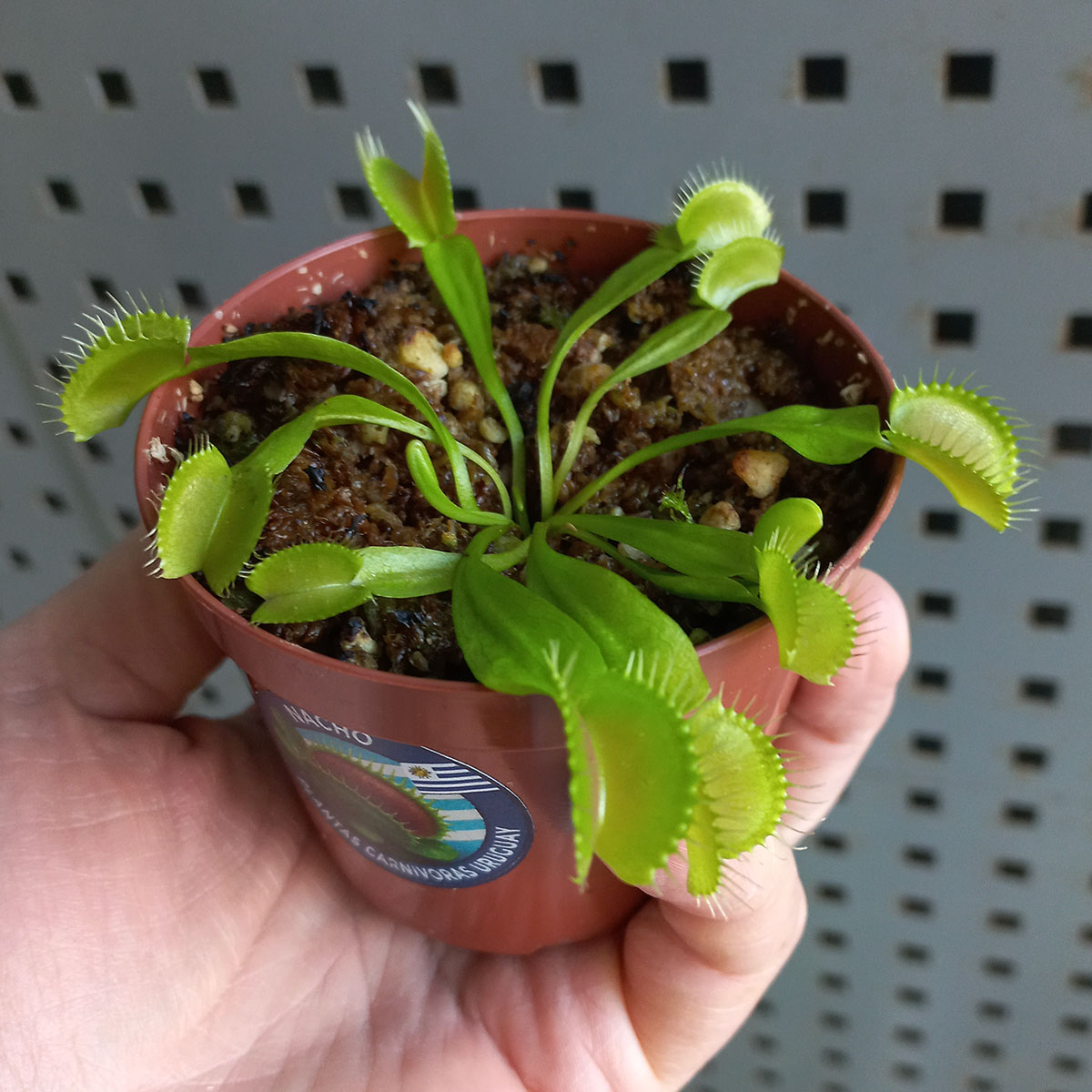 Planta Carnívora Dionaea Muscipula Chica Venus Atrapamoscas