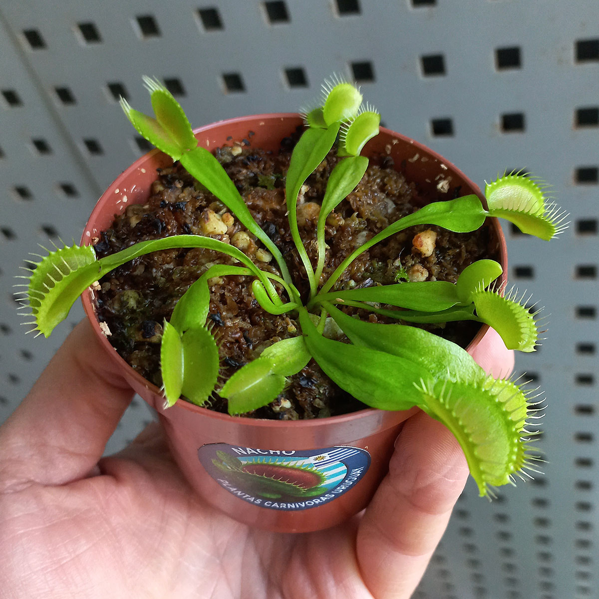 Planta Carnívora Dionaea Muscipula Chica Venus Atrapamoscas_1
