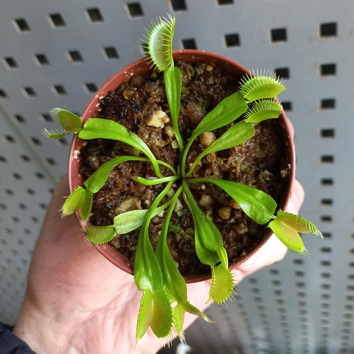 Planta Carnívora Dionaea Muscipula Chica Venus Atrapamoscas_2