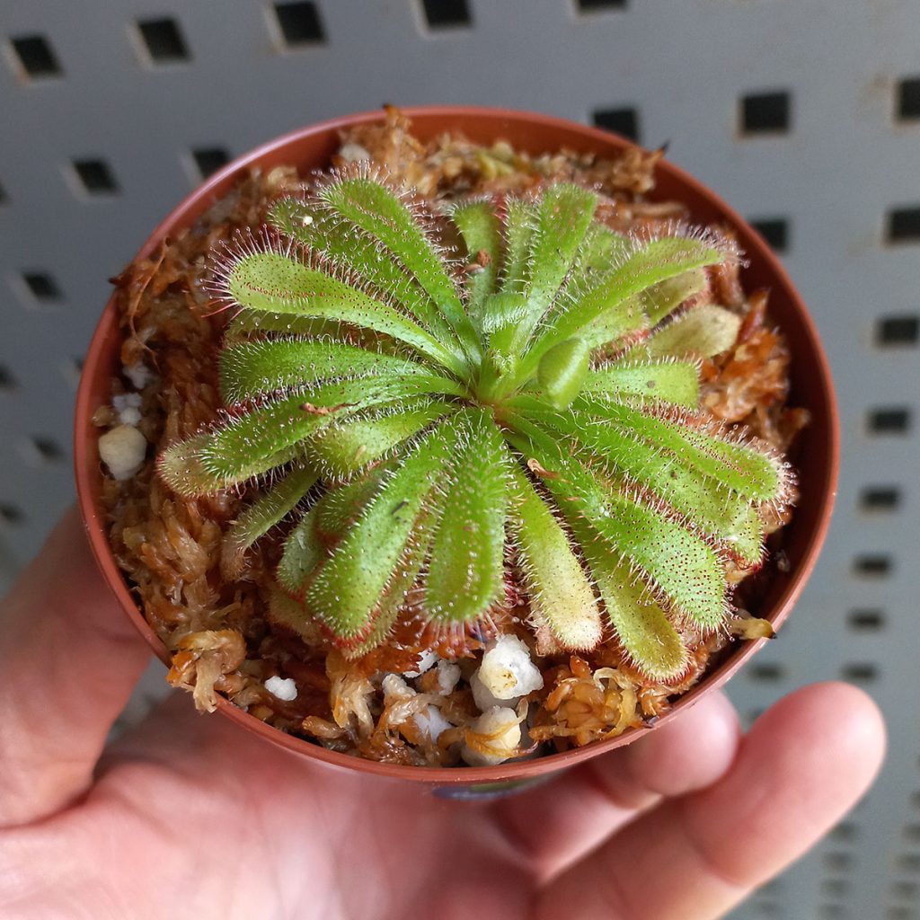 Planta Drosera Aliciae Adulta_1