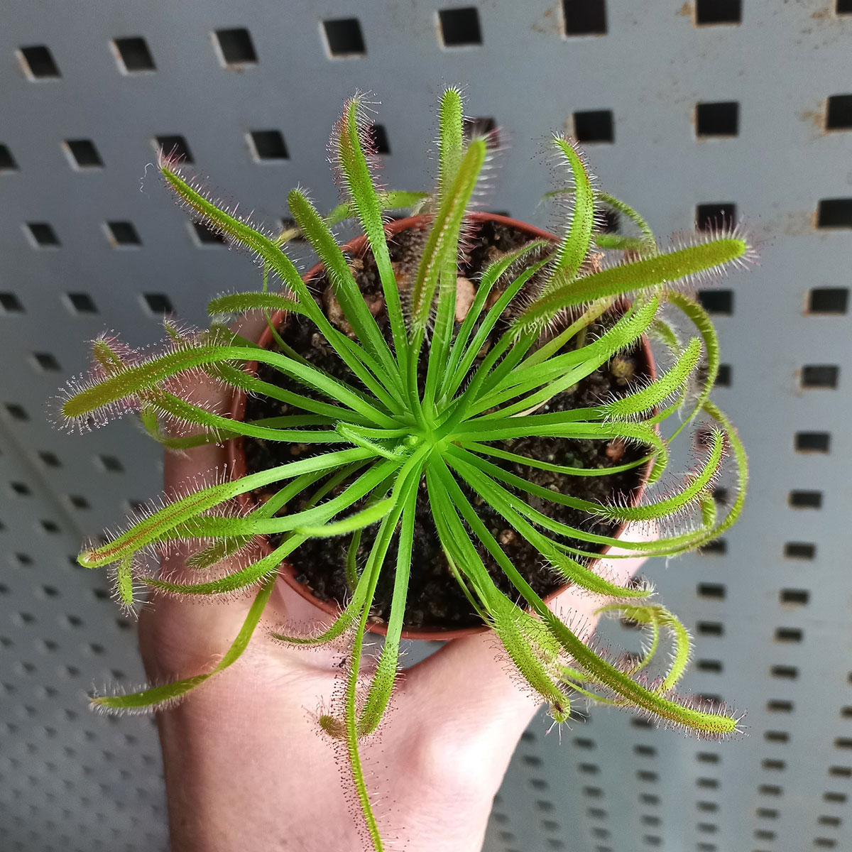 Planta Drosera Capensis Adulta