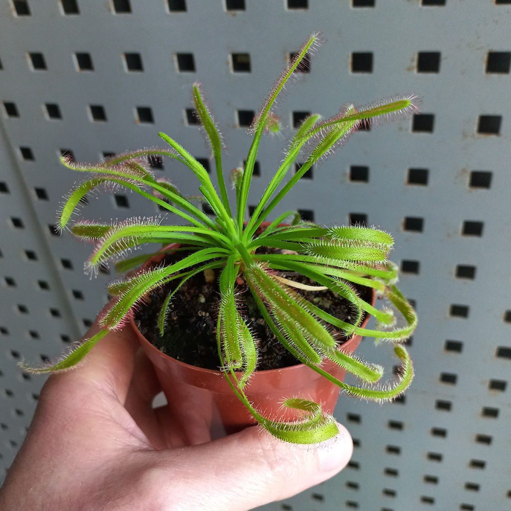 Planta Drosera Capensis Adulta_1