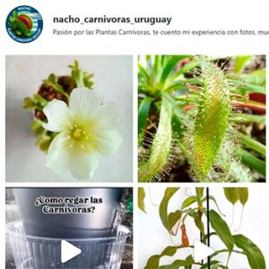 Instagram - Nacho Plantas Carnivoras Uruguay