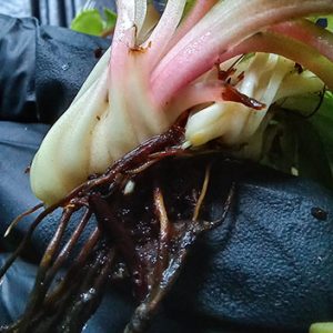 Servicios - Nacho Plantas Carnivoras Uruguay