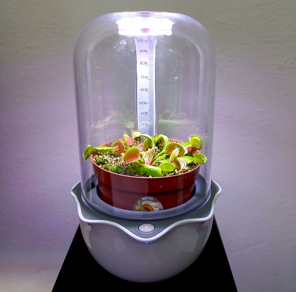 Mini Terrario para Carnívoras, Cactus o Suculentas - Nacho Plantas Carnívoras Montevideo, Uruguay