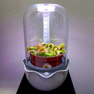 Mini Terrario para Carnívoras, Cactus o Suculentas - Nacho Plantas Carnívoras Montevideo, Uruguay