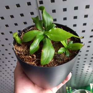 Planta-Carnívora-Nepenthes-Gaya-Chica_1
