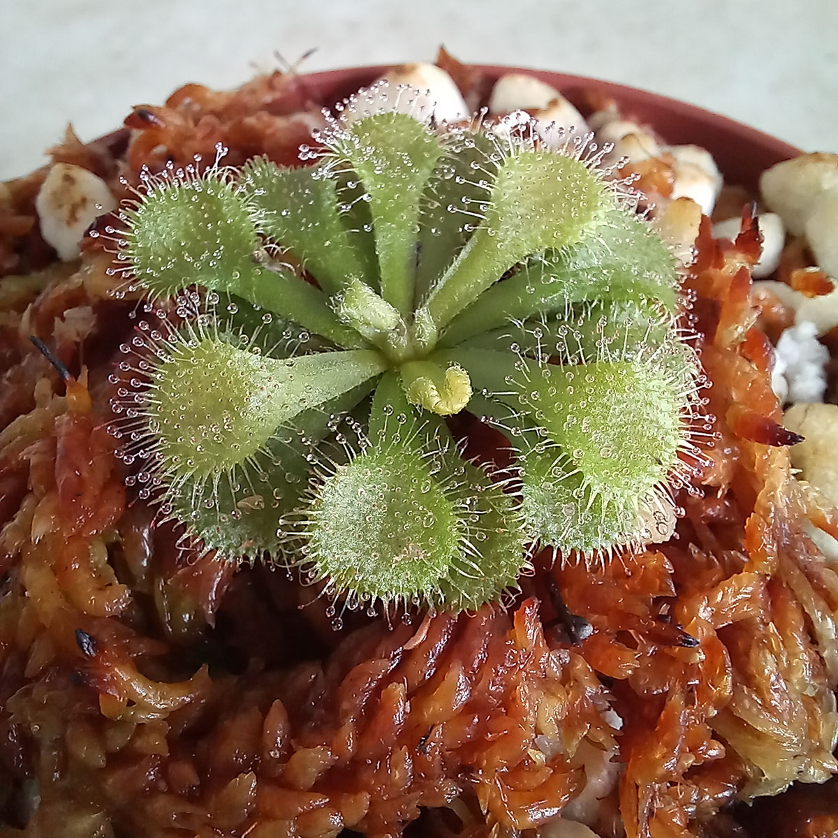Planta Drosera Burmannii - Nacho Plantas Carnivoras Uruguay_1