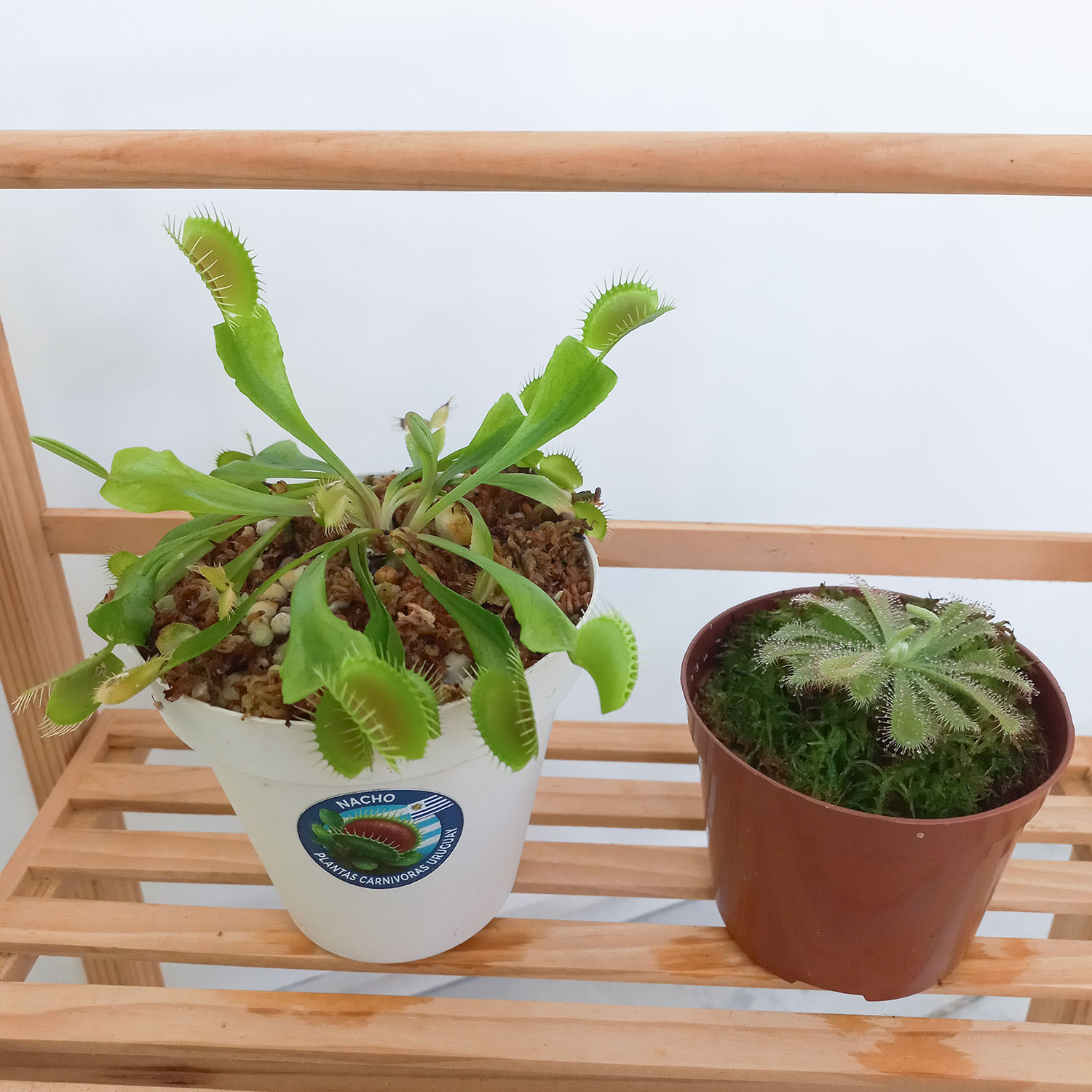 PROMO - Venus Atrapamoscas Adulta + Drosera Aliciae