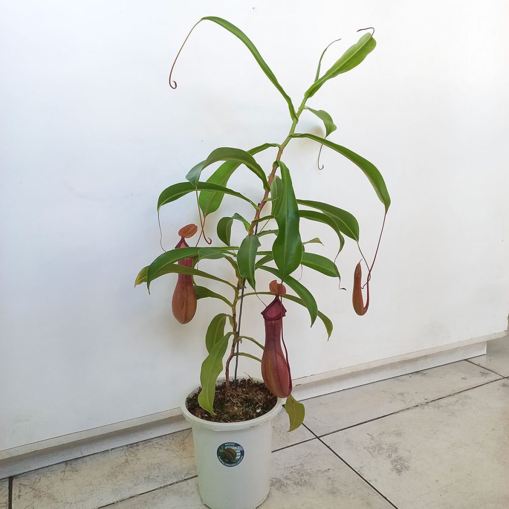 Planta Carnívora Nepenthes Alata Grande - Nacho Plantas Carnivoras Uruguay_1