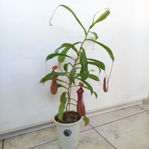 Planta Carnívora Nepenthes Alata Grande - Nacho Plantas Carnivoras Uruguay_1
