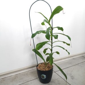 Planta Carnívora Nepenthes x ventrata Grande - Nacho Plantas Carnivoras Uruguay_1