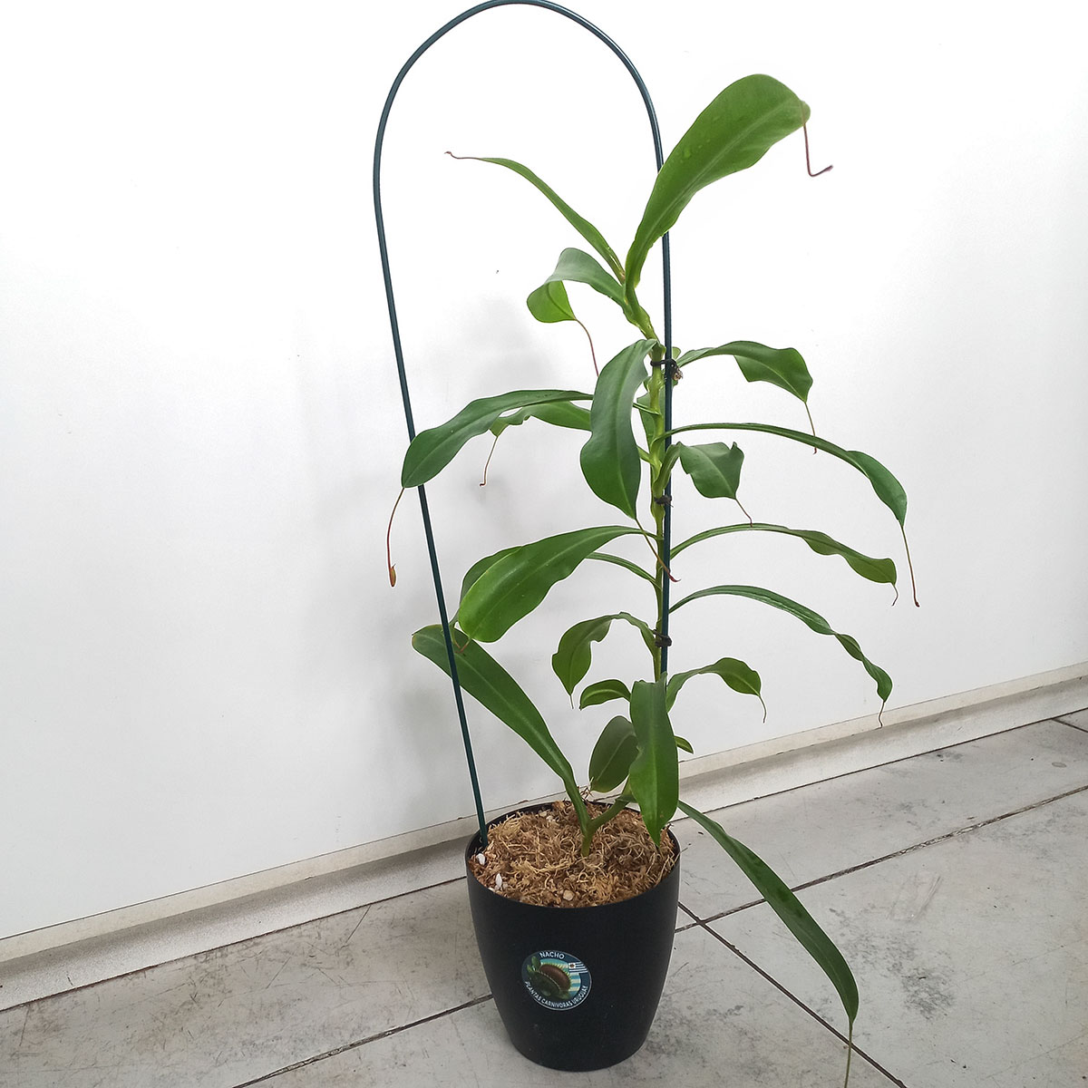 Planta Carnívora Nepenthes x ventrata Grande - Nacho Plantas Carnivoras Uruguay_1