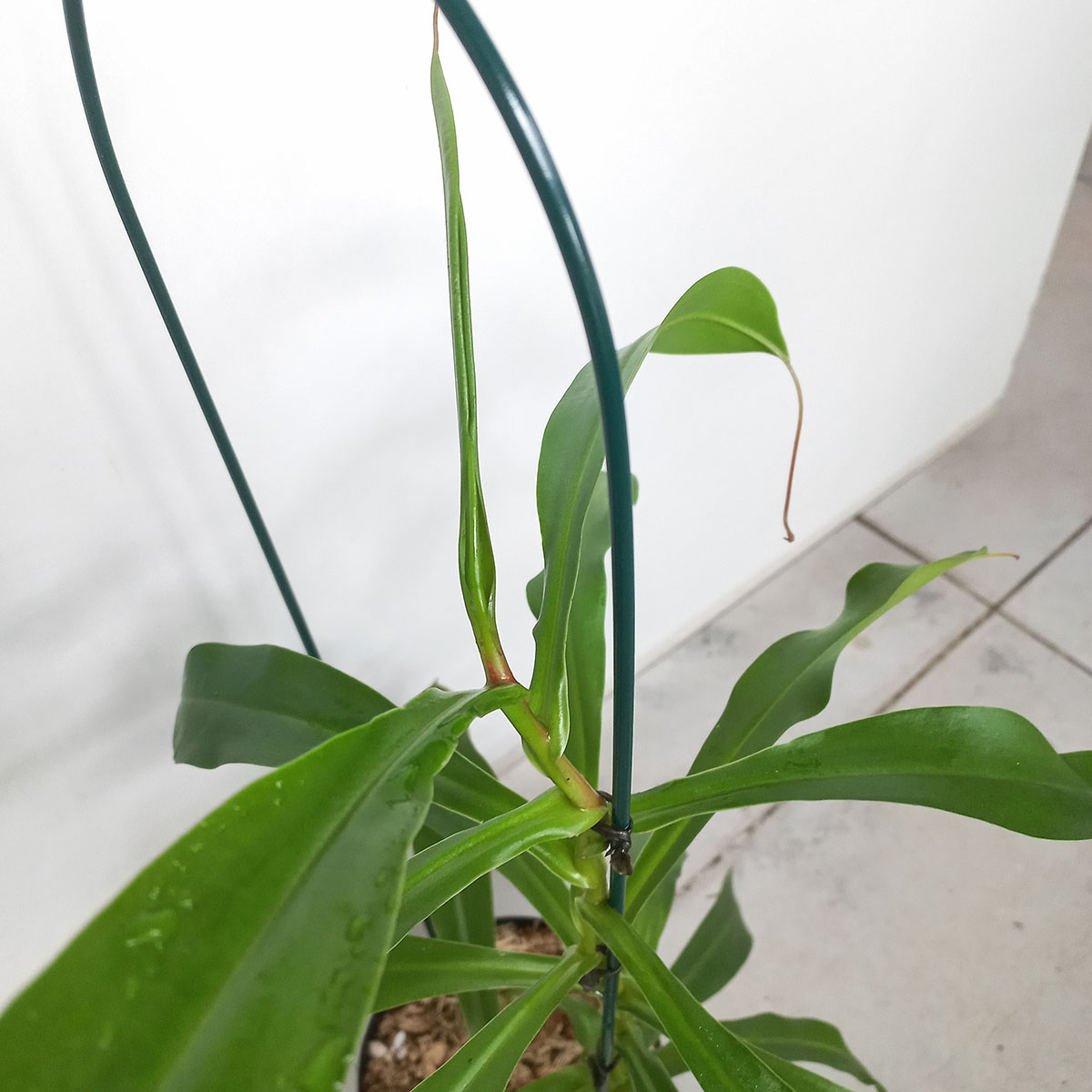 Planta Carnívora Nepenthes x ventrata Grande - Nacho Plantas Carnivoras Uruguay_2