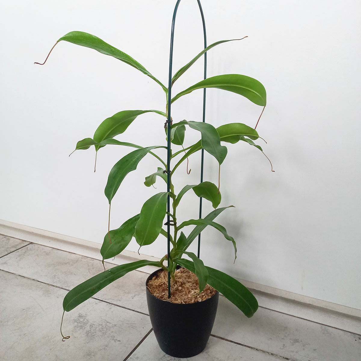 Planta Carnívora Nepenthes x ventrata Grande - Nacho Plantas Carnivoras Uruguay_3