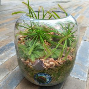 Terrario Plantas Carnívoras Droseras - Nacho Plantas Carnivoras Uruguay_1
