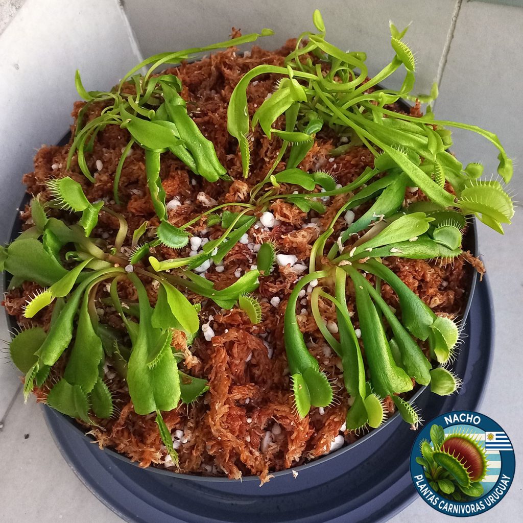 Adaptación al exterior de Venus Atrapamoscas Dionaea Muscipula - Nacho Plantas Carnivoras Uruguay_1