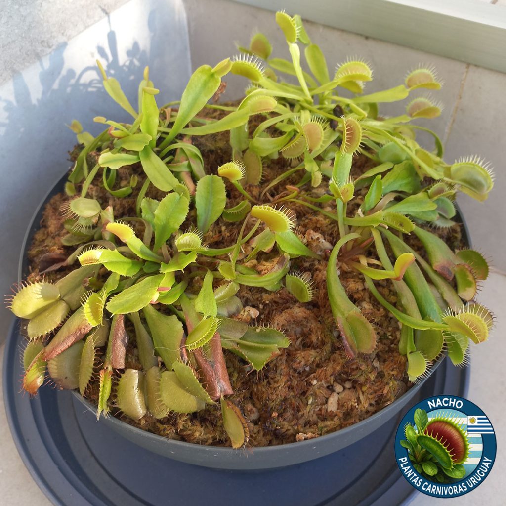 Adaptación al exterior de Venus Atrapamoscas Dionaea Muscipula_1mes