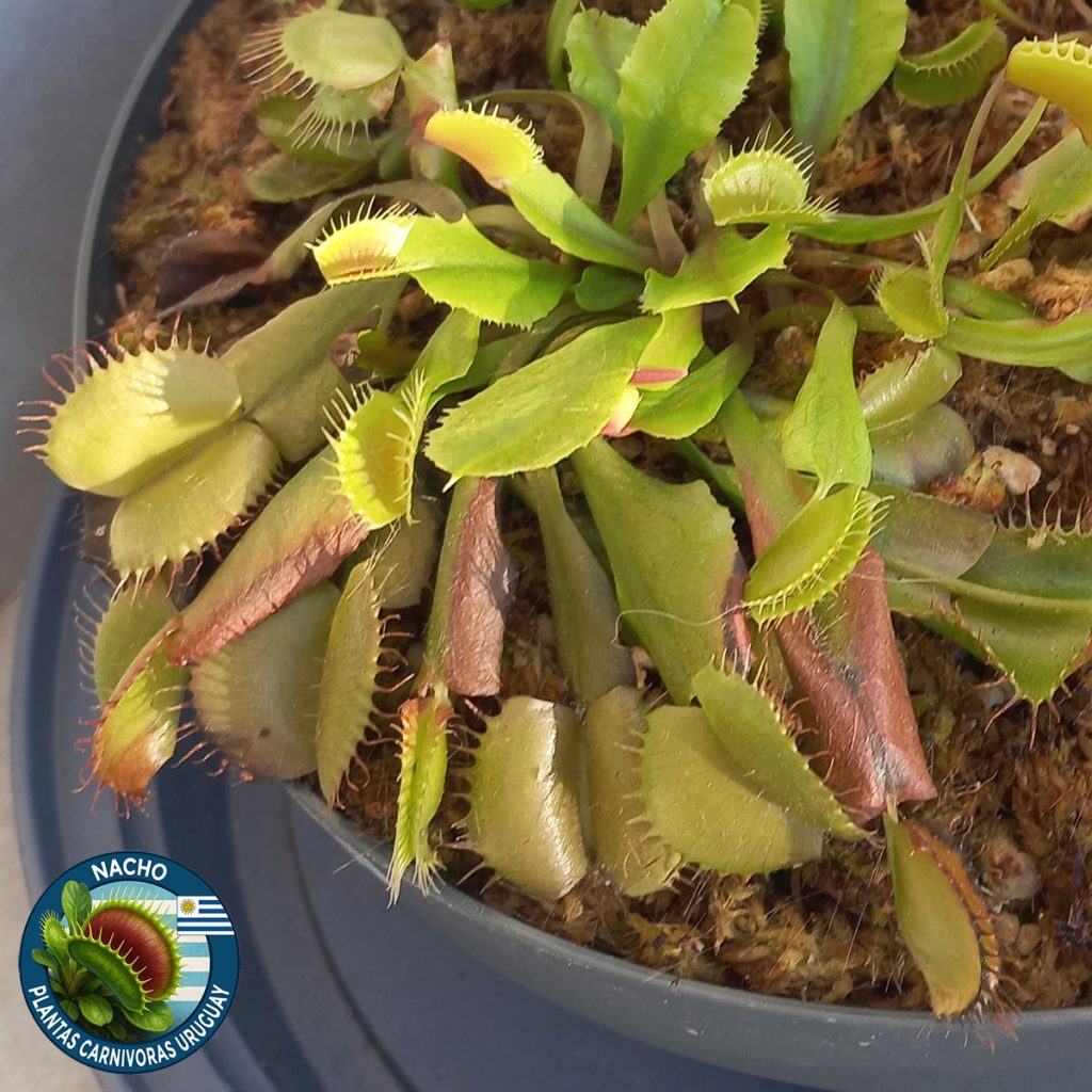 Adaptación al exterior de Venus Atrapamoscas Dionaea Muscipula_1mesdetalle