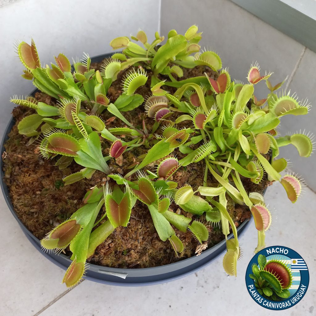 Adaptación al exterior de Venus Atrapamoscas Dionaea Muscipula_2meses