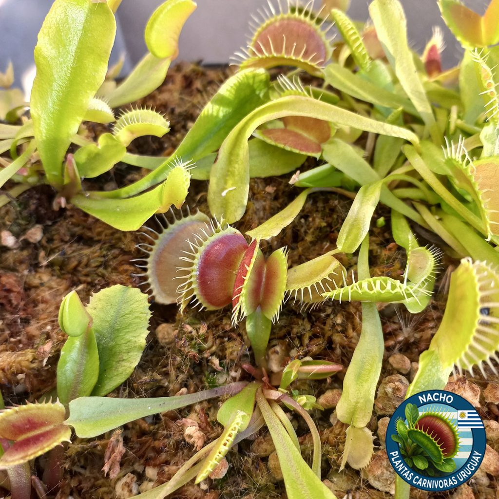 Adaptación al exterior de Venus Atrapamoscas Dionaea Muscipula_2mesesdetalle