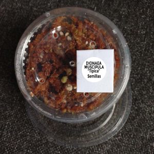 Kit Semillas Dionaea Muscipula Tipica - Nacho Plantas Carnívoras Uruguay_