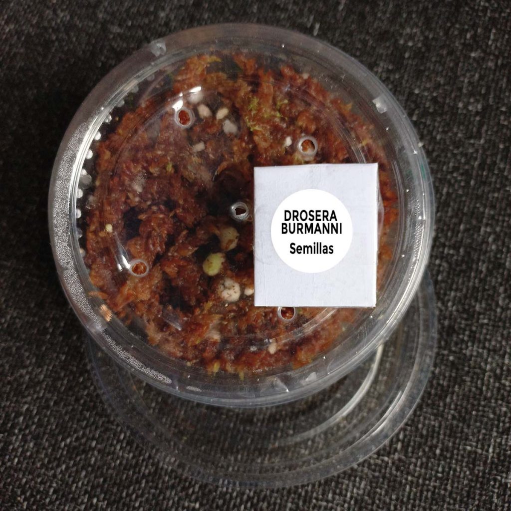 Kit Semillas Drosera Burmanni - Nacho Plantas Carnívoras Uruguay_1